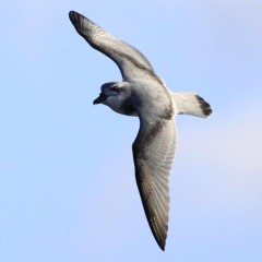 Broad-billed prion. In flight, side view showing high forehead. Off Snares Islands, March 2013. Image © Phil Battley by Phil Battley